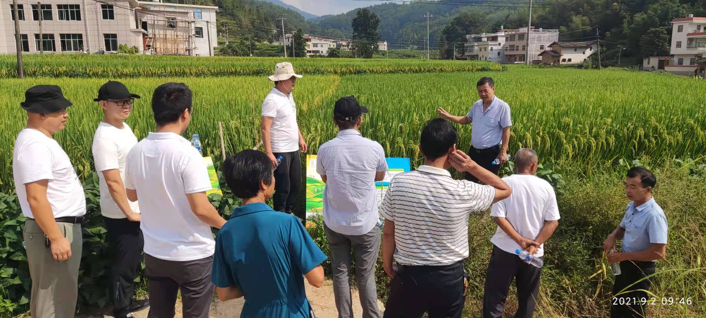閩西公司組織開展拜耳產(chǎn)品水稻現(xiàn)場(chǎng)觀摩會(huì)